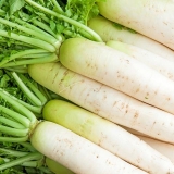 Bijela rotkvica: koristi i štete